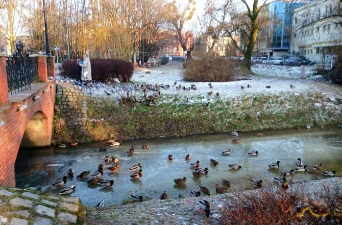 Kociary i inne dobre dusze