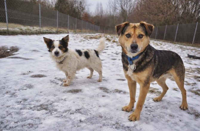 Uratowane psiaki czekają na kogoś, kto je pokocha