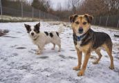 Uratowane psiaki czekają na kogoś, kto je pokocha