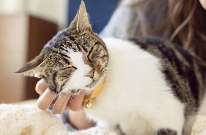 Pięć faktów o kotach, które mogą cię zaskoczyć